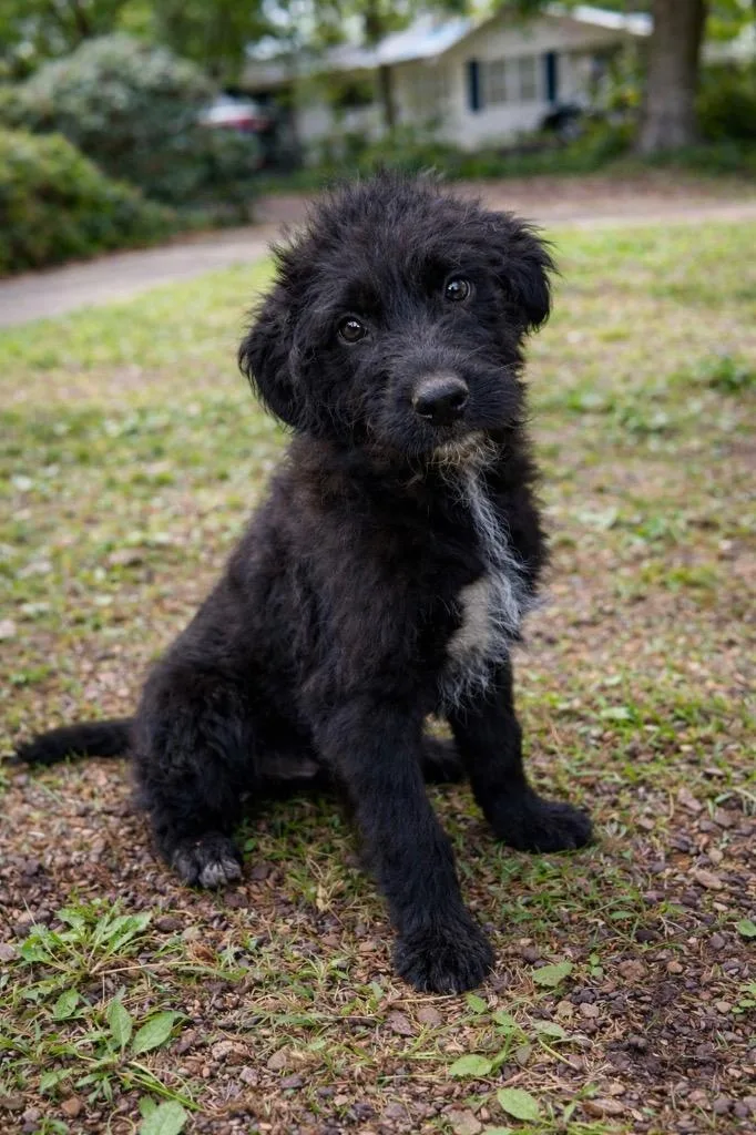 Cogsworth thumbnail 6