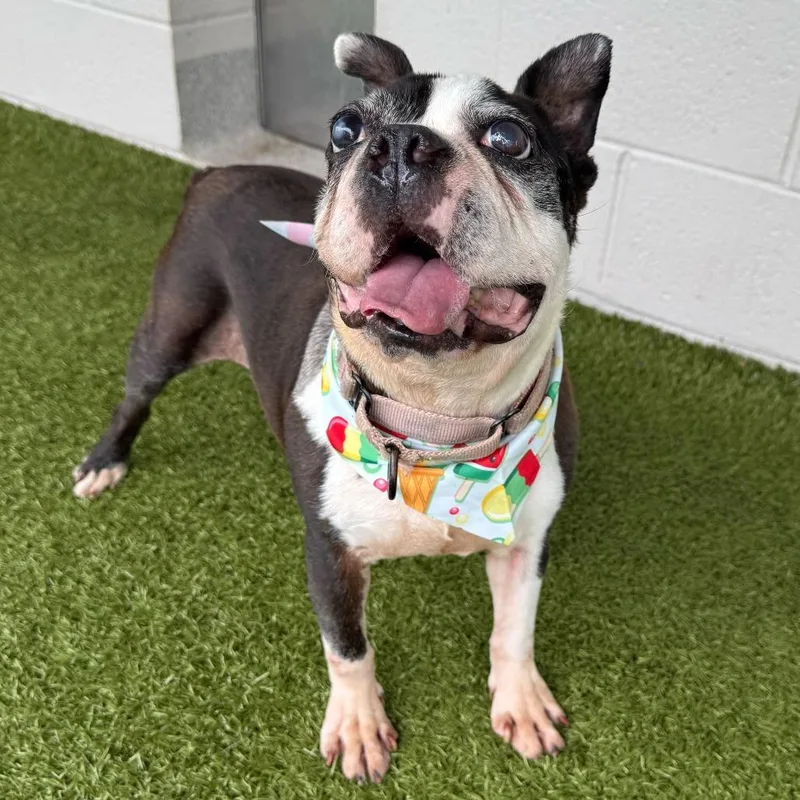 A senior medium-sized male Black Mixed Breed dog named Paul for adoption in Englewood, FL