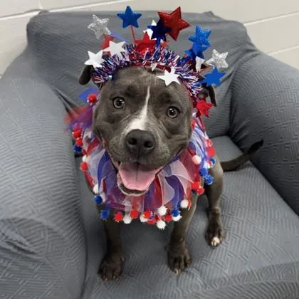 An adult medium-sized female American Staffordshire Terrier dog named Roly Poly for adoption in Wheaton, IL