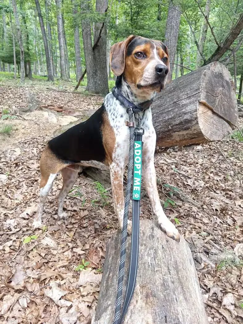 A young medium-sized male Bluetick Coonhound dog named Dewey  Sponsored for adoption in Monterey, VA