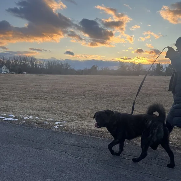 An adult medium-sized male Chow Chow dog named Bear for adoption in Kingston, NY