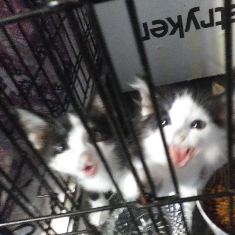 A baby medium-sized male Black & White / Tuxedo Domestic Long Hair cat named Hank  one of for adoption in Port Wentworth, GA