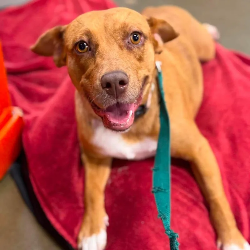 An adult medium-sized female Brown / Chocolate Mixed Breed dog named Zinnia for adoption in Buffalo, MN