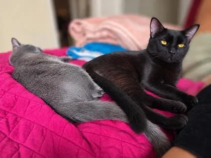 An adult medium-sized male Black Domestic Short Hair cat named Baby Riku for adoption in New York, NY
