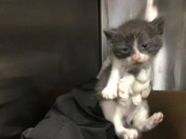 A baby small-sized female Domestic Short Hair cat named Pip for adoption in Thousand Palms, CA