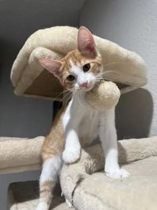 A baby small-sized male Domestic Medium Hair cat named Baguette for adoption in Divide, CO