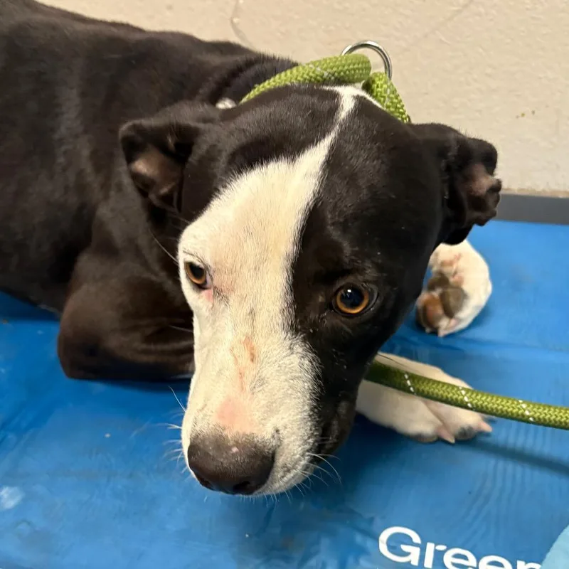 A young medium-sized female Black Mixed Breed dog named Jordan for adoption in Yuma, AZ