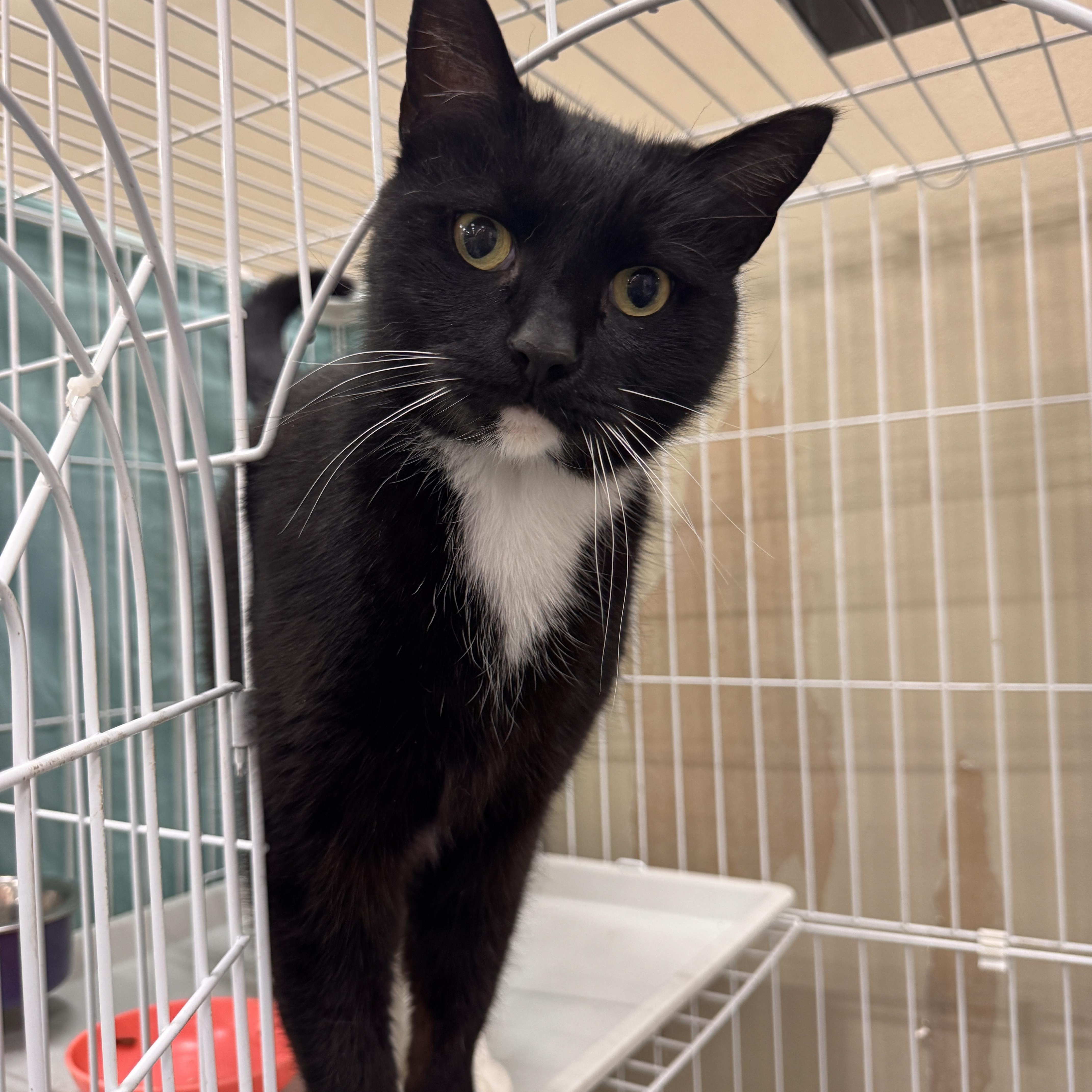 A young large-sized male Black & White / Tuxedo Domestic Short Hair cat named Big Bill for adoption in Mokena, IL