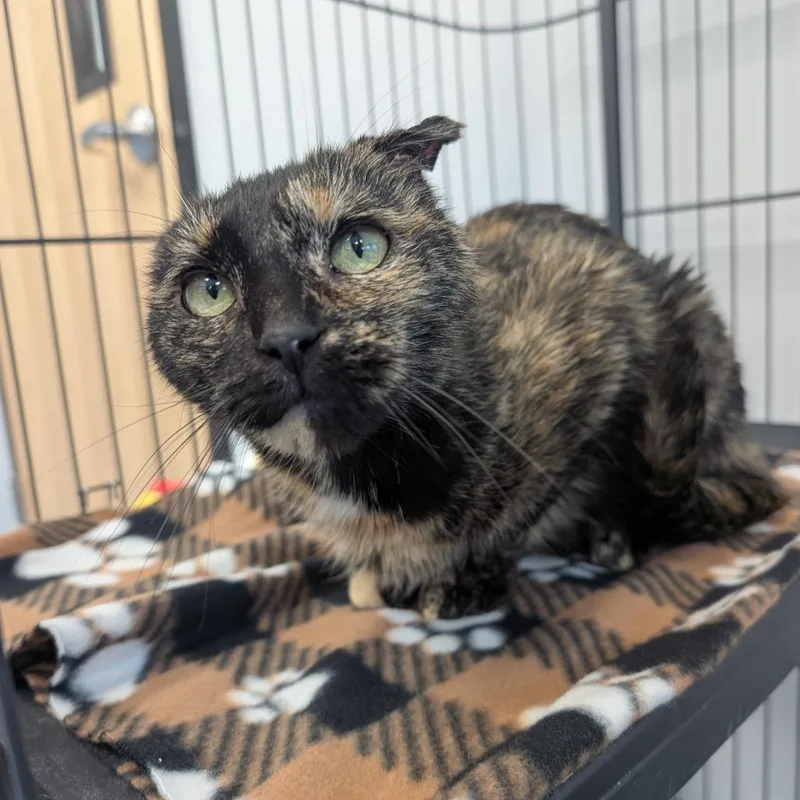 An adult medium-sized female Tortoiseshell Domestic Short Hair cat named Dove for adoption in Watertown, NY