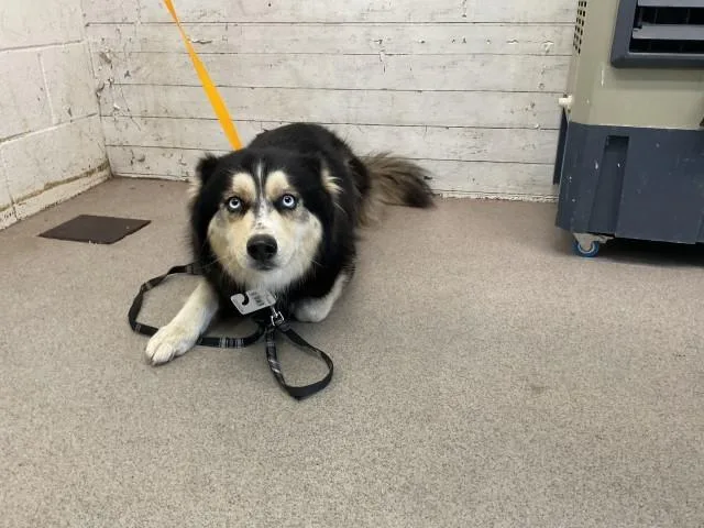 A young large-sized female Siberian Husky dog named Ame for adoption in San Bernardino, CA