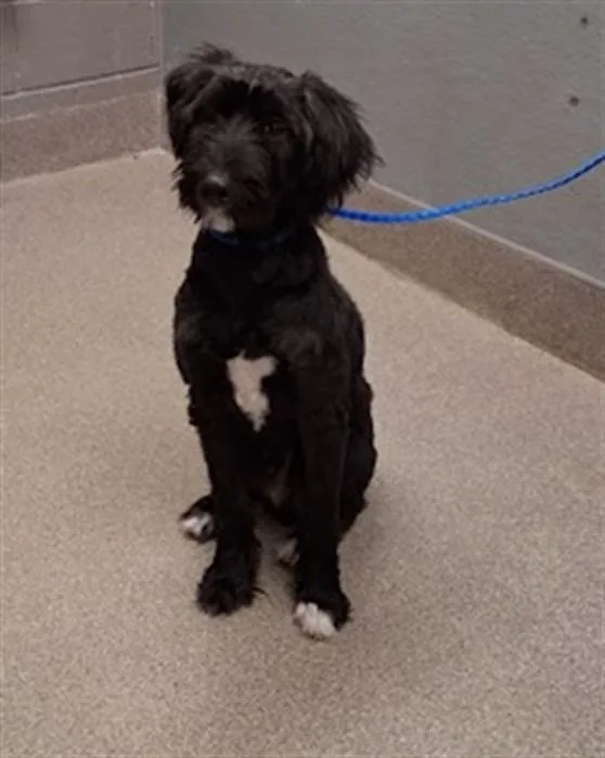 A young large-sized male Poodle dog named Rocko for adoption in Las Vegas, NV