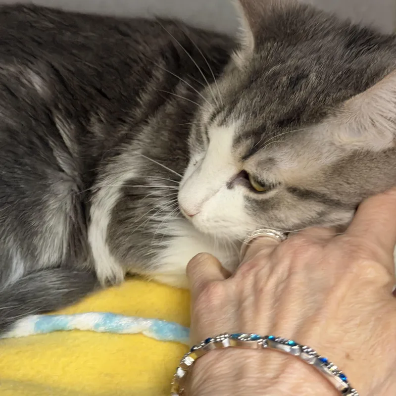 Dottie And Silver Surfer thumbnail 3