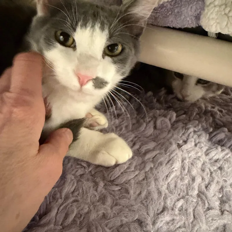 Dottie And Silver Surfer thumbnail 4