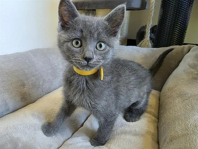 A baby small-sized female Domestic Short Hair cat named Oguri Cap for adoption in Santa Clara, CA