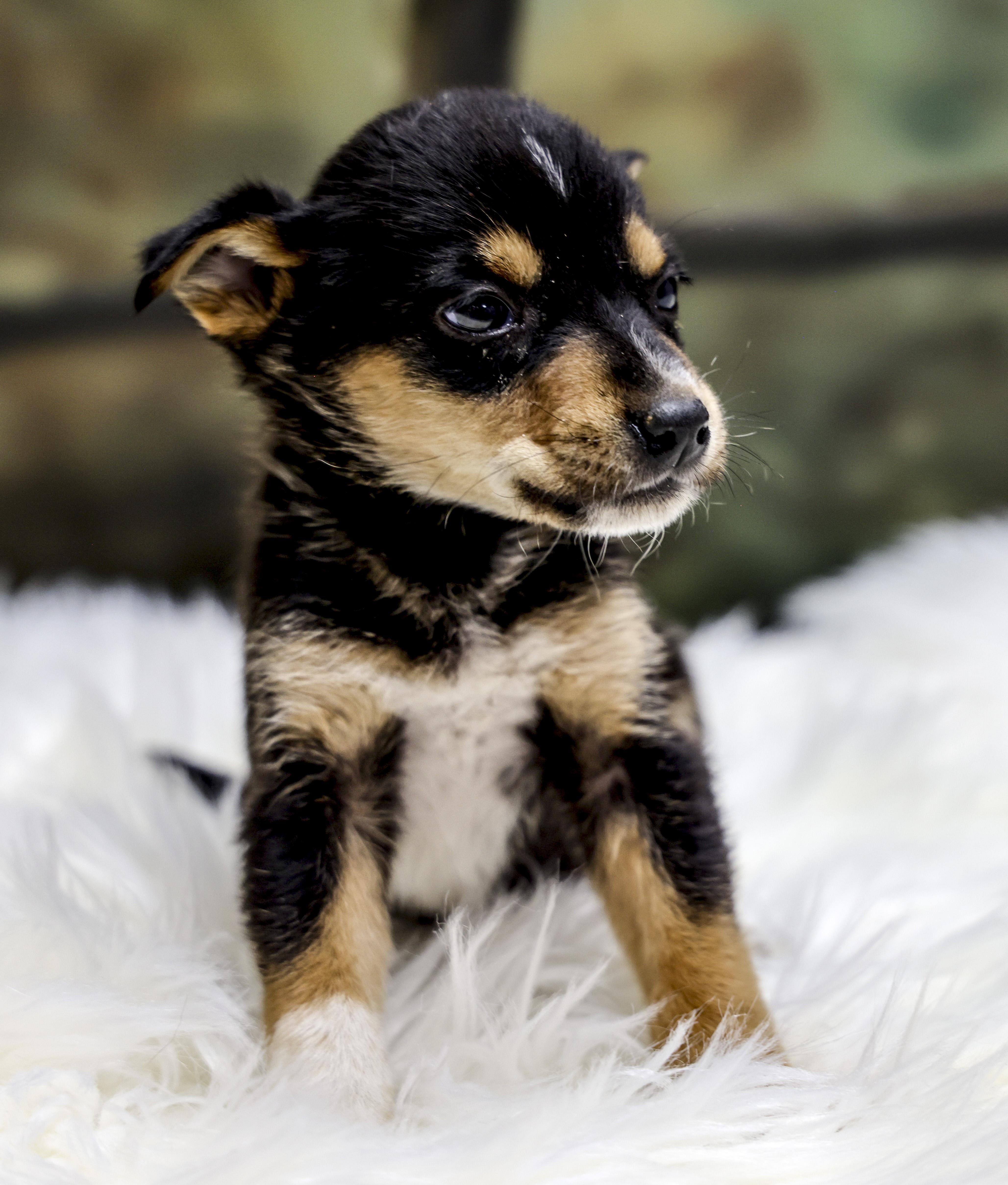 The Chihuahua Puppies  thumbnail 2