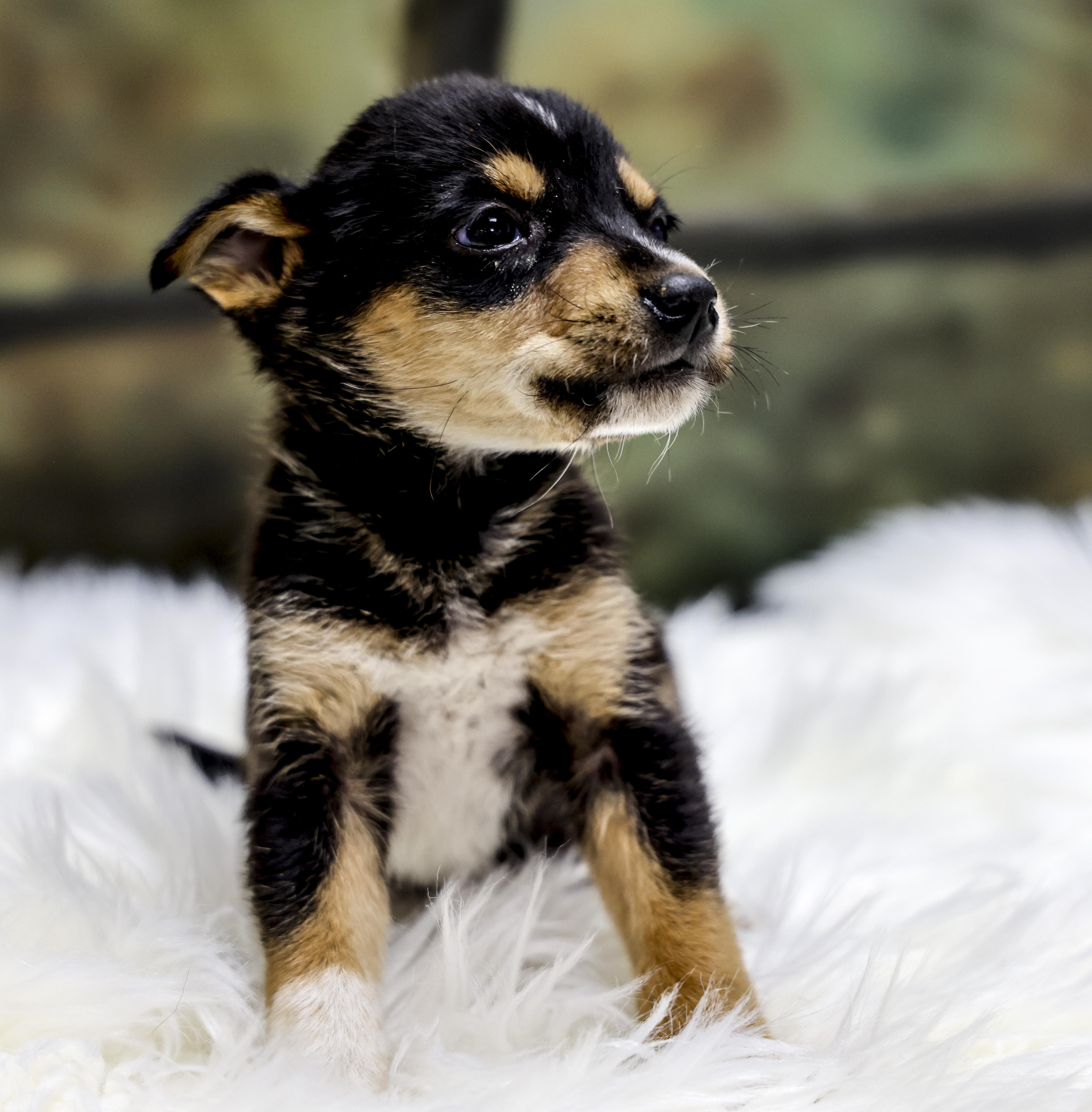 A baby small-sized male Black Chihuahua dog named The Chihuahua Puppies  for adoption in Casa Grande, AZ