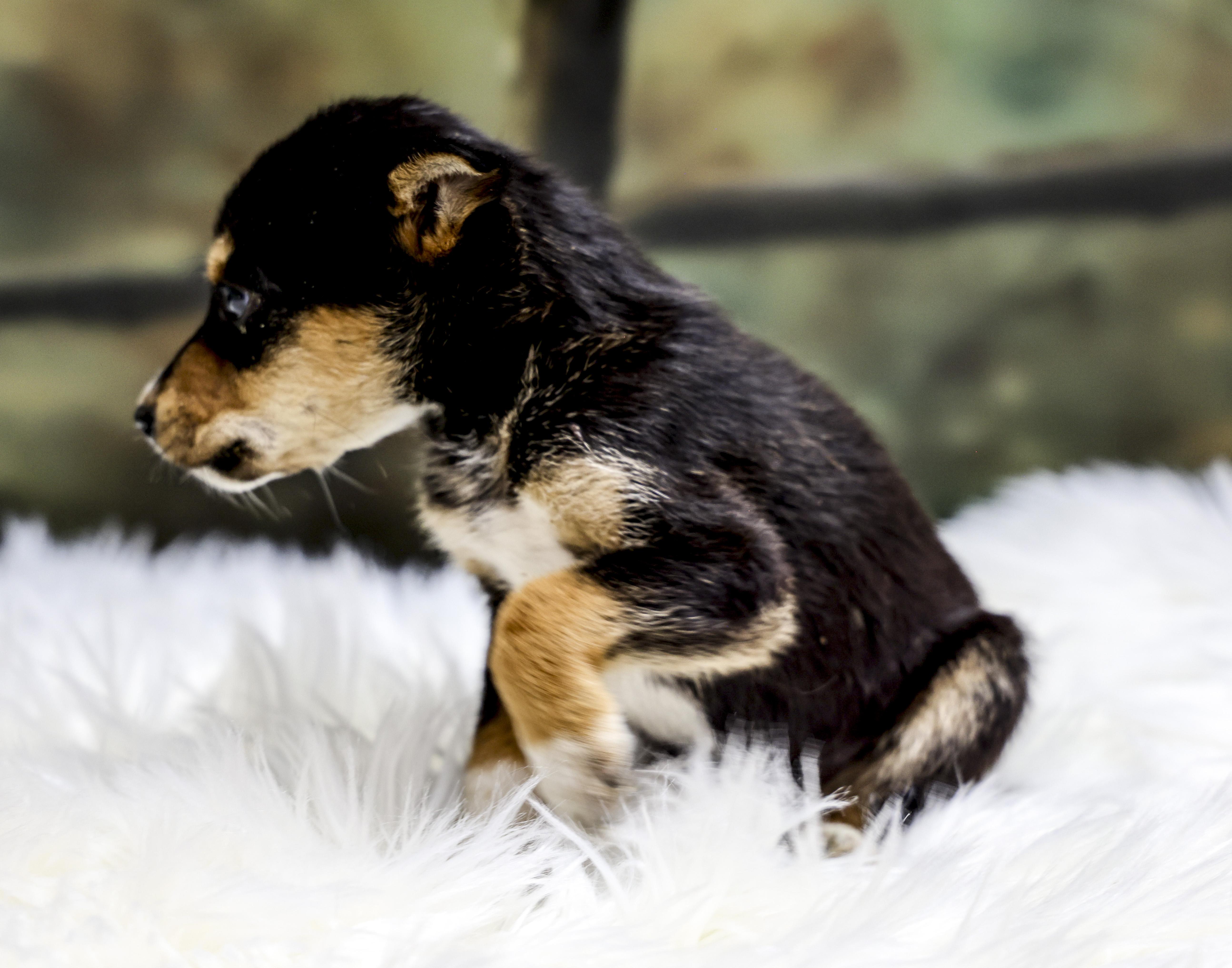 The Chihuahua Puppies  thumbnail 3