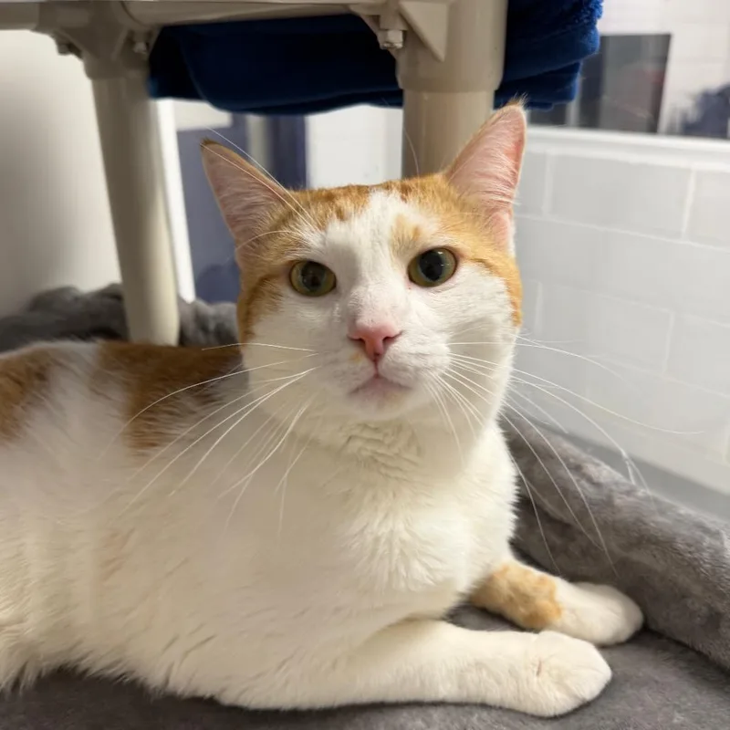 A young large-sized male White Domestic Short Hair cat named Pelusa for adoption in Hampton Bays, NY