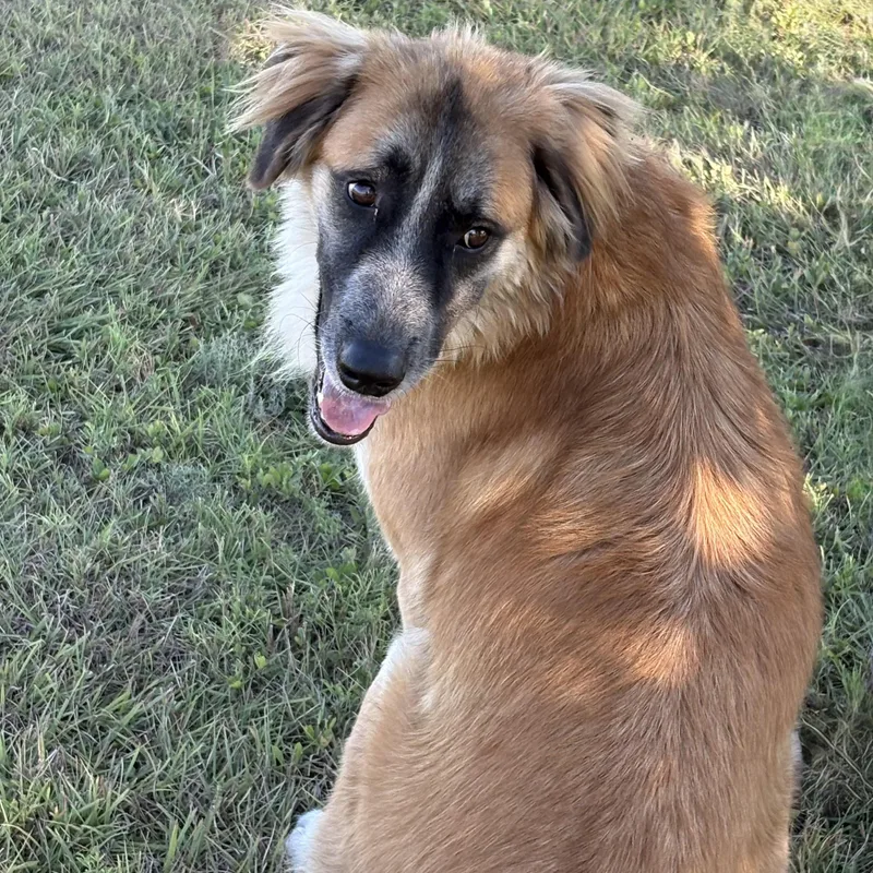 Meet Oakley — The thumbnail 3