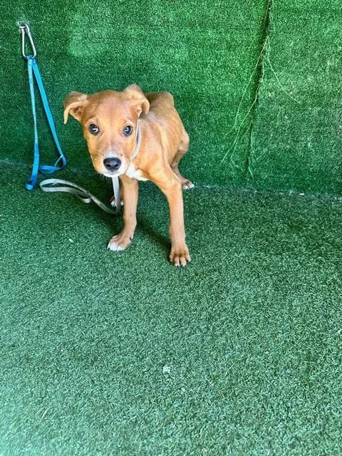 A baby small-sized male Doberman Pinscher dog named Sharko for adoption in Lancaster, CA