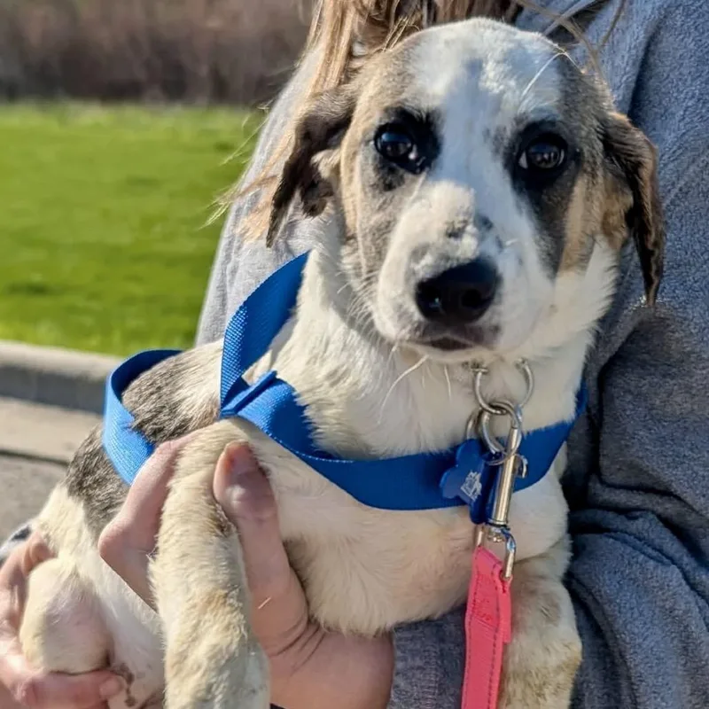 A baby small-sized female White / Cream Beagle dog named Sierra for adoption in St. Charles, IL