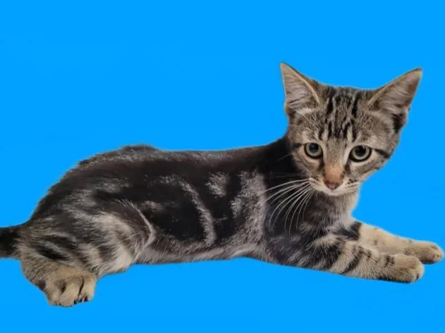 A baby small-sized male American Shorthair cat named Rin for adoption in Los Angeles, CA
