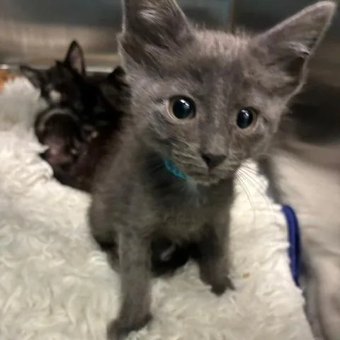 A baby small-sized male Gray / Blue / Silver Domestic Short Hair cat named Ziggy for adoption in Los Angeles, CA