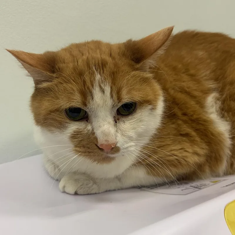 An adult large-sized male Domestic Short Hair cat named Evy for adoption in Saint Paul, MN