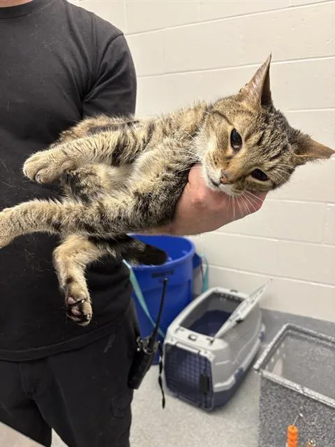 A senior small-sized male Domestic Short Hair cat named Whippy for adoption in Indianapolis, IN