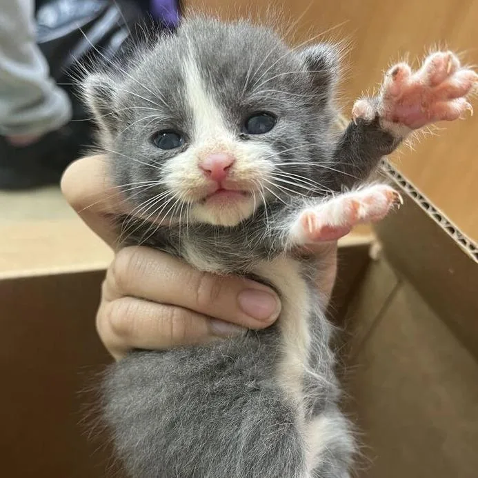 A baby small-sized male Gray / Blue / Silver Domestic Short Hair cat named Haute for adoption in Marshall, VA