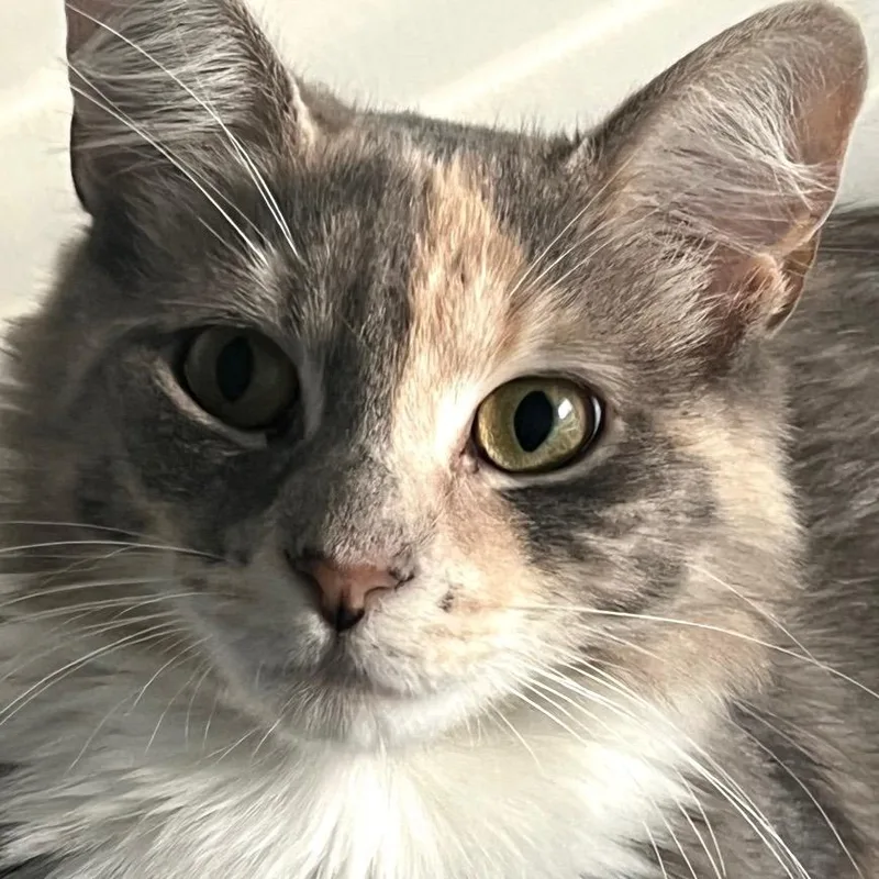 Anastasia