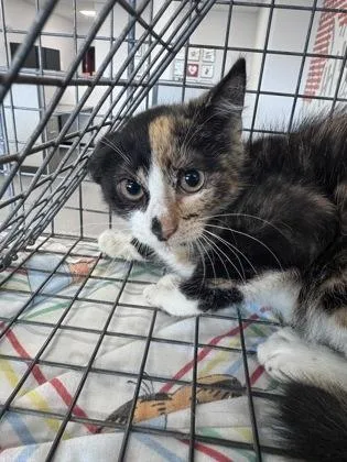 An adult small-sized female Domestic Short Hair cat named Kayda for adoption in West Chester, PA