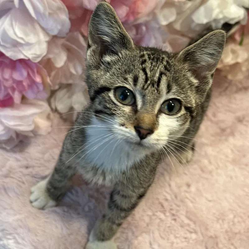 A baby small-sized female Brown / Chocolate Domestic Short Hair cat named Roberta for adoption in Matteson, IL