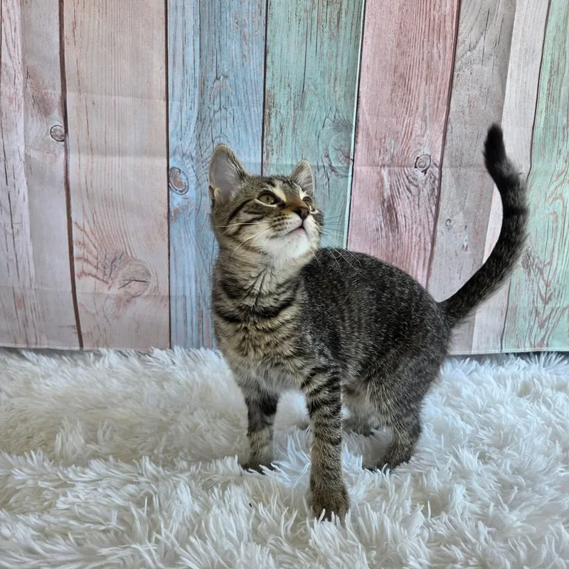 A baby medium-sized female Tabby (Brown / Chocolate) Tabby cat named Rebekah for adoption in Greensburg, PA