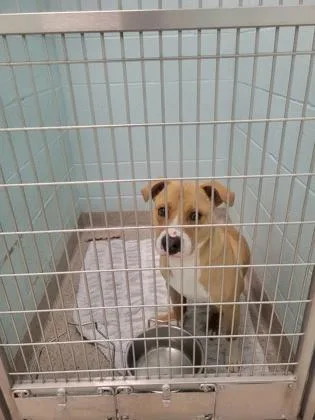 A young medium-sized male Labrador Retriever dog named Phinneas for adoption in Fishers, IN