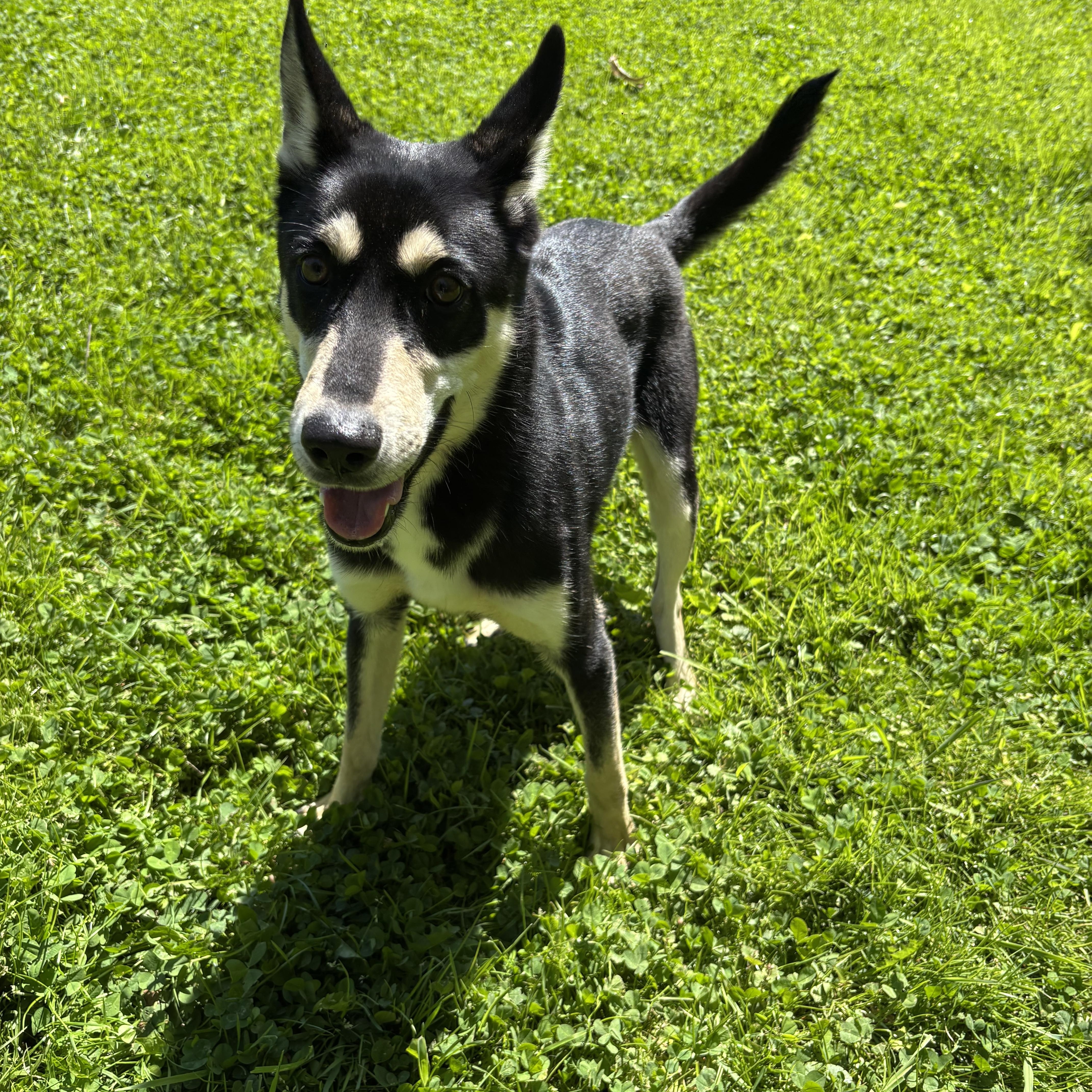 A young medium-sized male Black Husky dog named Mustang for adoption in Circleville, OH