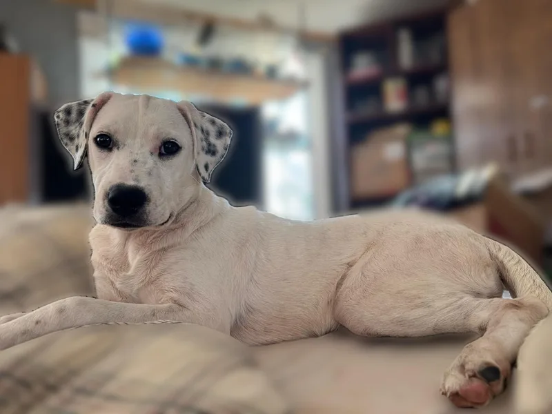 A baby medium-sized female Australian Cattle Dog / Blue Heeler dog named Sunny for adoption in Bradenton, FL