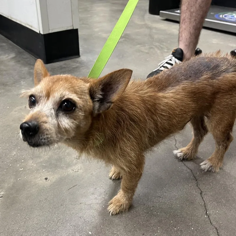 A senior small-sized male Yellow / Tan / Blond / Fawn Wirehaired Terrier dog named Odysseus for adoption in Tampa, FL