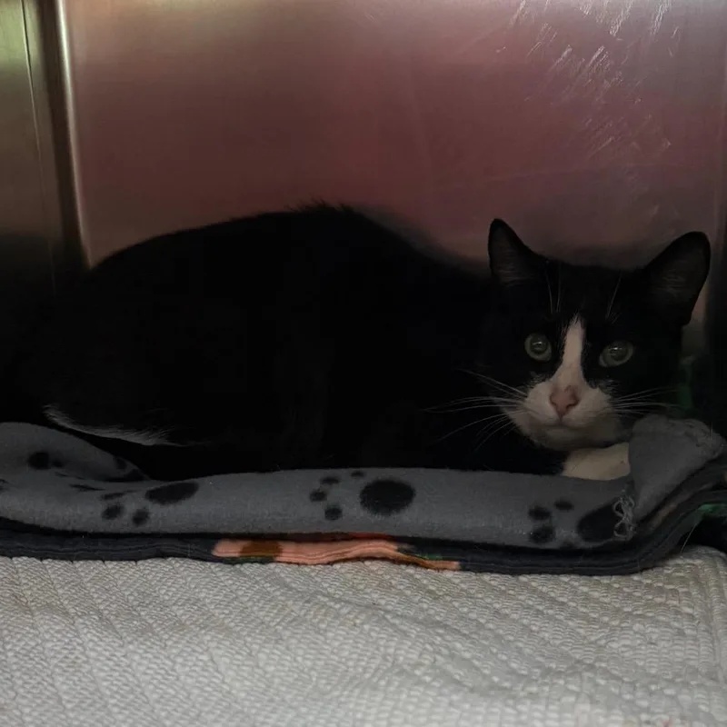 An adult medium-sized female Black Domestic Short Hair cat named Thundra for adoption in Charlottesville, VA