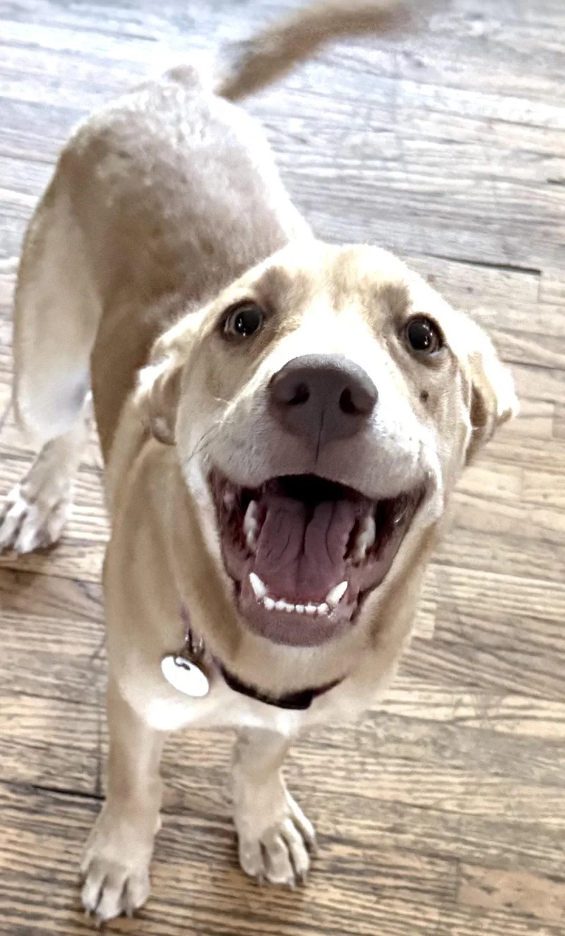 A young large-sized female Yellow Labrador Retriever dog named Louise for adoption in Tonawanda, NY