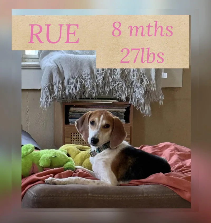 Rue