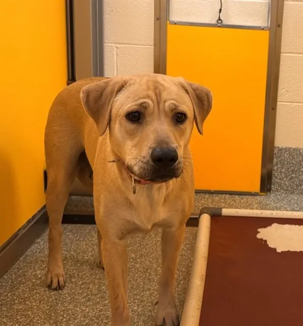 A young large-sized female Labrador Retriever dog named Daisy May for adoption in Tucson, AZ