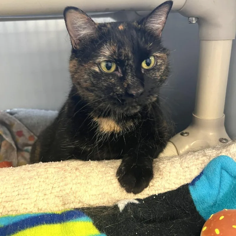 A senior large-sized female Tortoiseshell Domestic Short Hair cat named Blackie for adoption in Albert Lea, MN