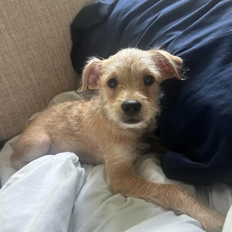 Delilah