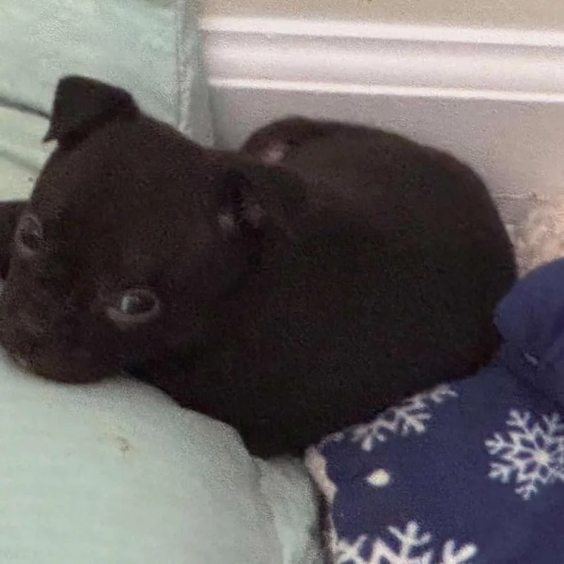 A baby small-sized female Black Mixed Breed dog named Scarlett for adoption in Fredericksburg, VA