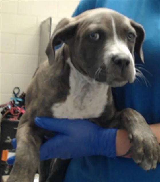A baby small-sized male Pit Bull Terrier dog named Oakley for adoption in Fayetteville, NC