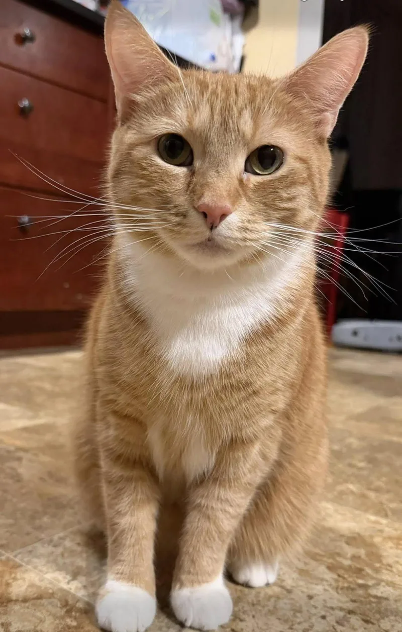 An adult large-sized male Orange & White Domestic Short Hair cat named Macaroni for adoption in Chelsea, VT