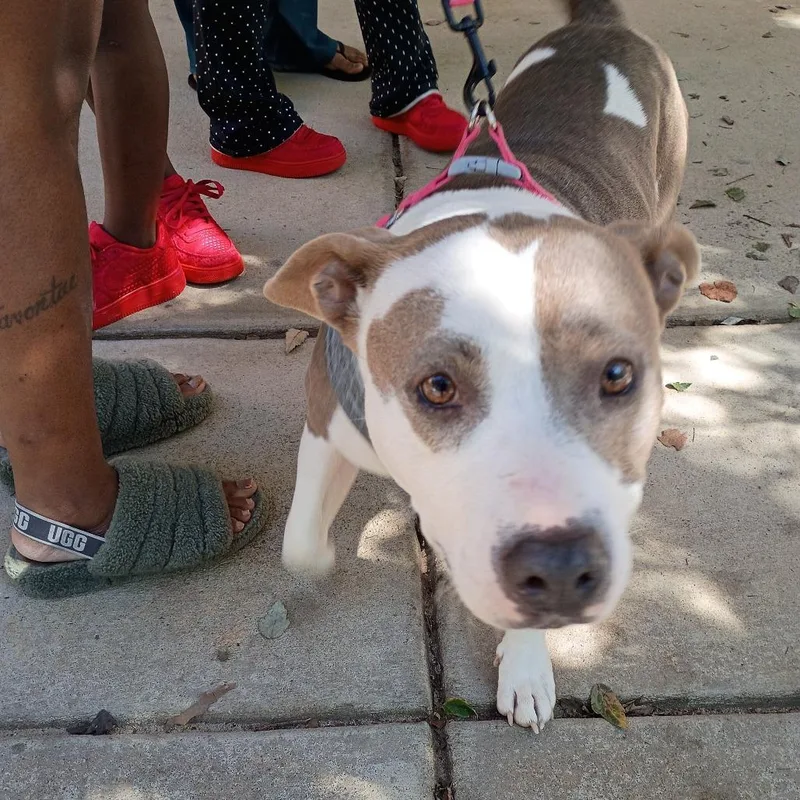 A senior large-sized female Brown / Chocolate American Bulldog dog named StrayBuenaVistaRoad"Jazzy" for adoption in Columbus, GA
