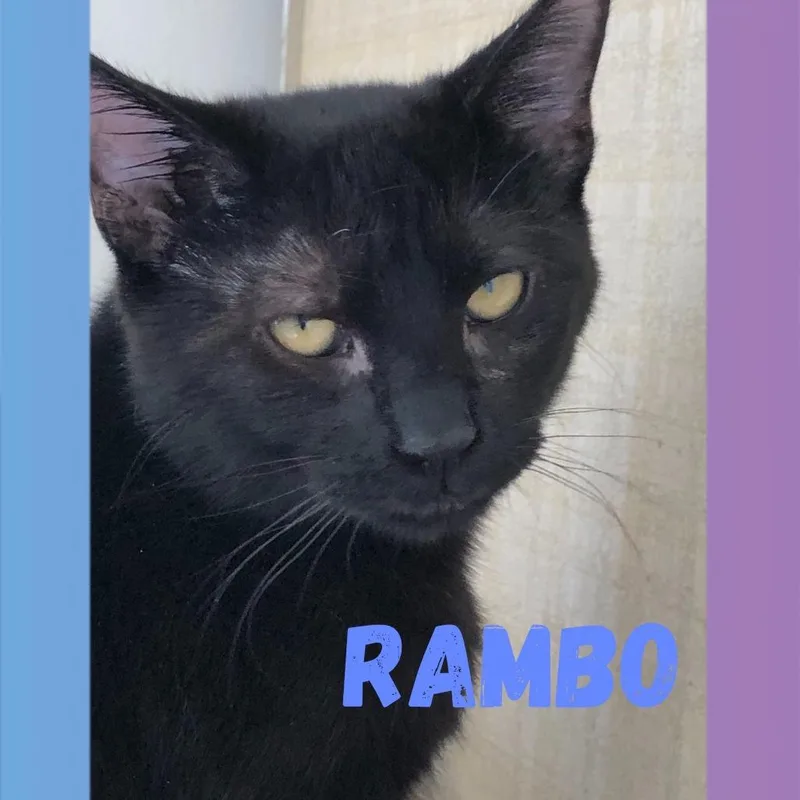 Rambo