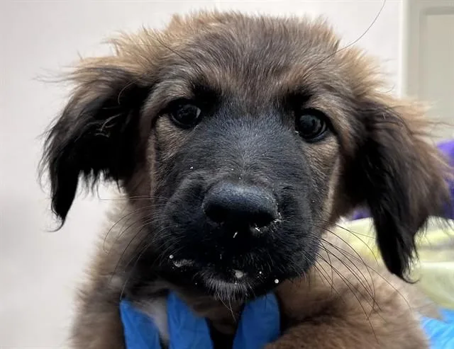 A baby small-sized male German Shepherd Dog dog named Polar for adoption in Tucson, AZ